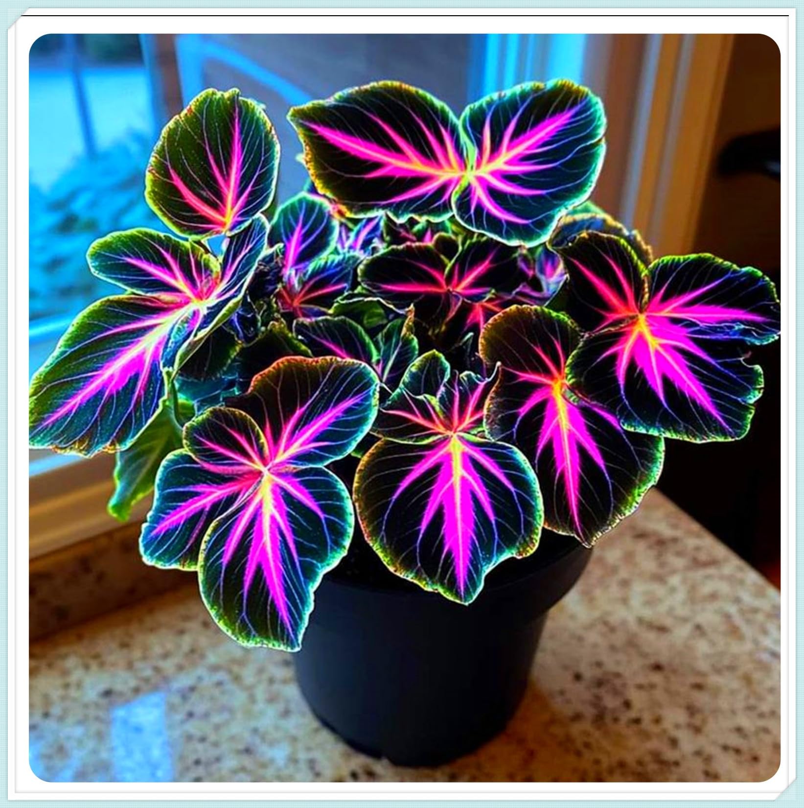 Polychromatic Gorgeous Hostas Bulbs Mix for Planting Now Perennial UK Good for Containers Strong Plants That Grow Well,Polychromatic,Golden Jade Carving Feels Beautiful,Hardy Garden.-4Bulbs-G