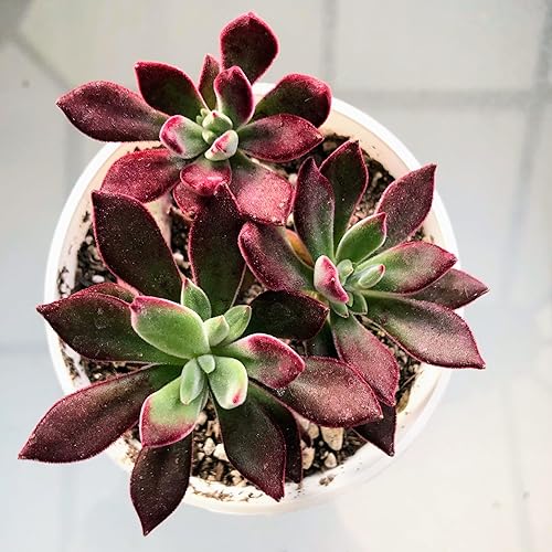 Blissful Echeveria Red Velvety Harmsii - Zapatilla de rubídevoción rojaplanta de felpa de 4 pulgadas, suculentas de bajo mantenimiento conocidas por