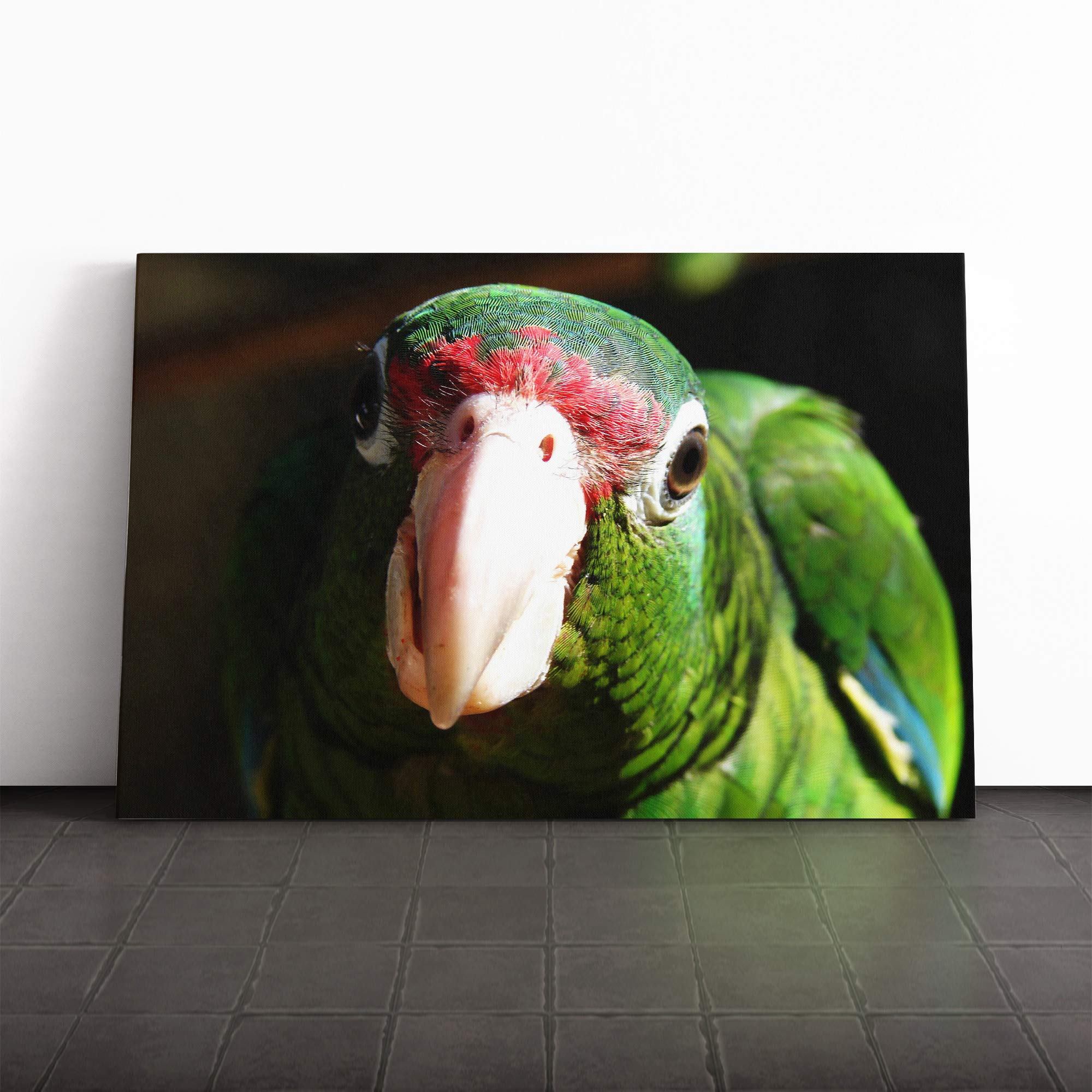 Parrot Bird (2) Canvas Print | Gallery Wrapped 30mm Frame Wall Art | 30x20 inches | Ready to Hang | Modern Animals Picture | Living Room Bedroom Lounge Office