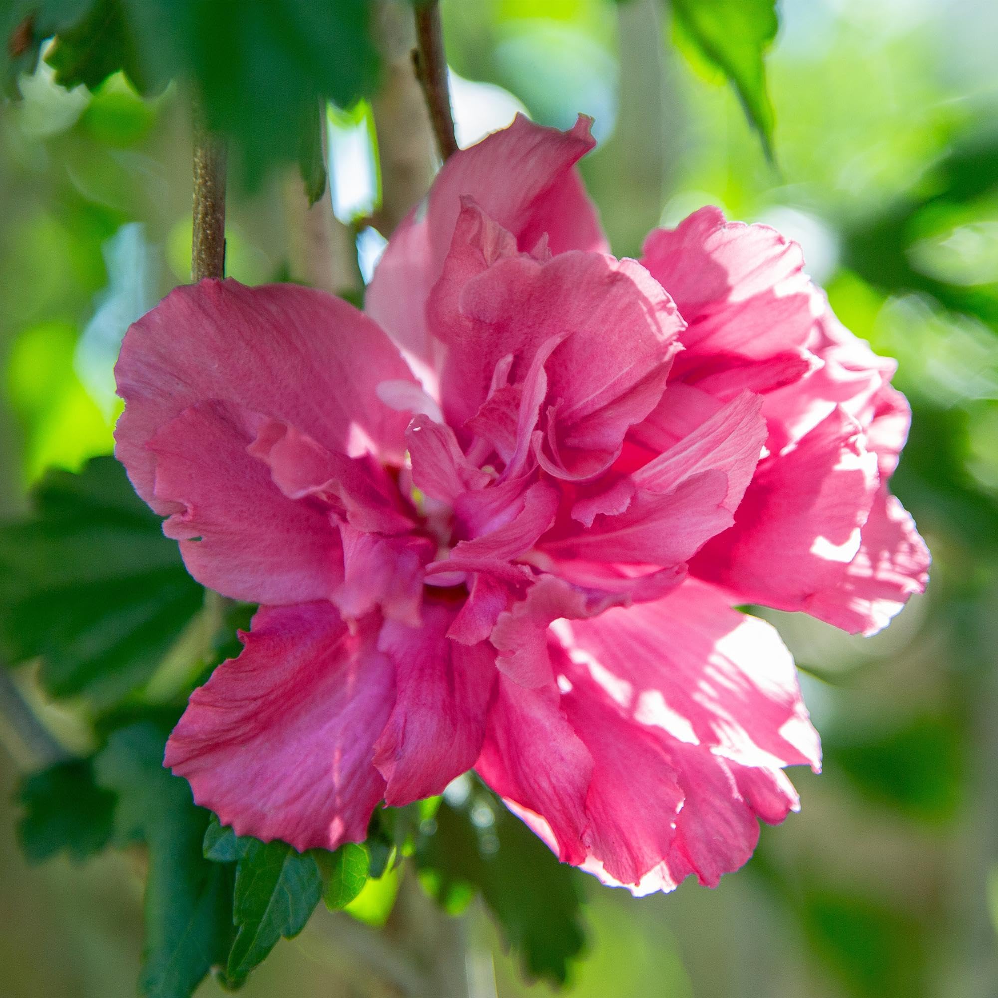 Hibiscus syriacus magenta szyfon – kwitnąca roślina łodyga z kwiatami w kolorze magenty – rzucająca liście i łatwa w pielęgnacji – doniczka Ø 19 cm – wysokość ok. 90 cm – na taras i balkon