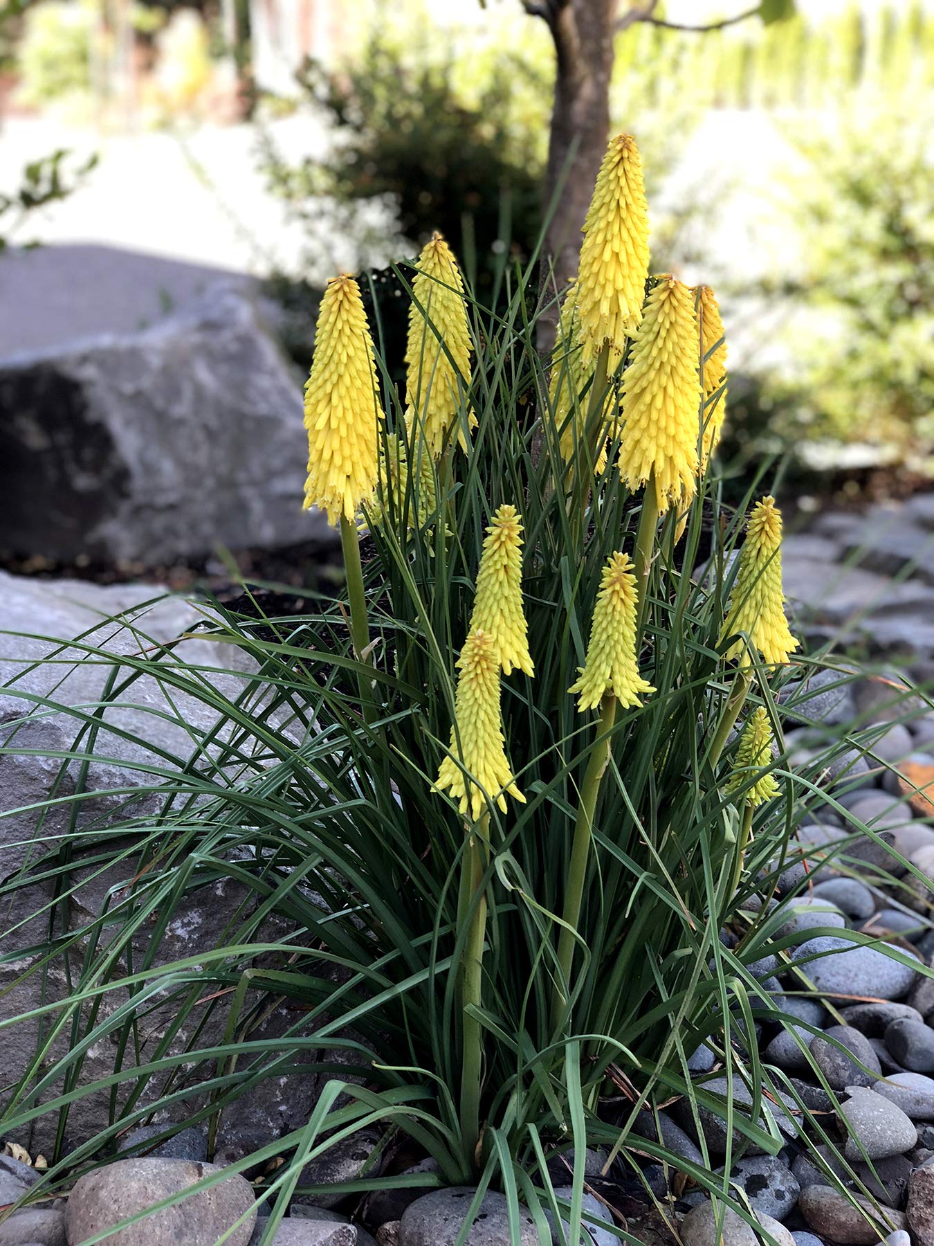 Stauden Gänge 3 x Kniphofia Kollektion Fackellilie winterhart | Fackellilie – winterharte Staude & Dauerblüher für sonnige Beete, mehrjährig, bienenfreundlich, 1 L Topf (11x11 cm)