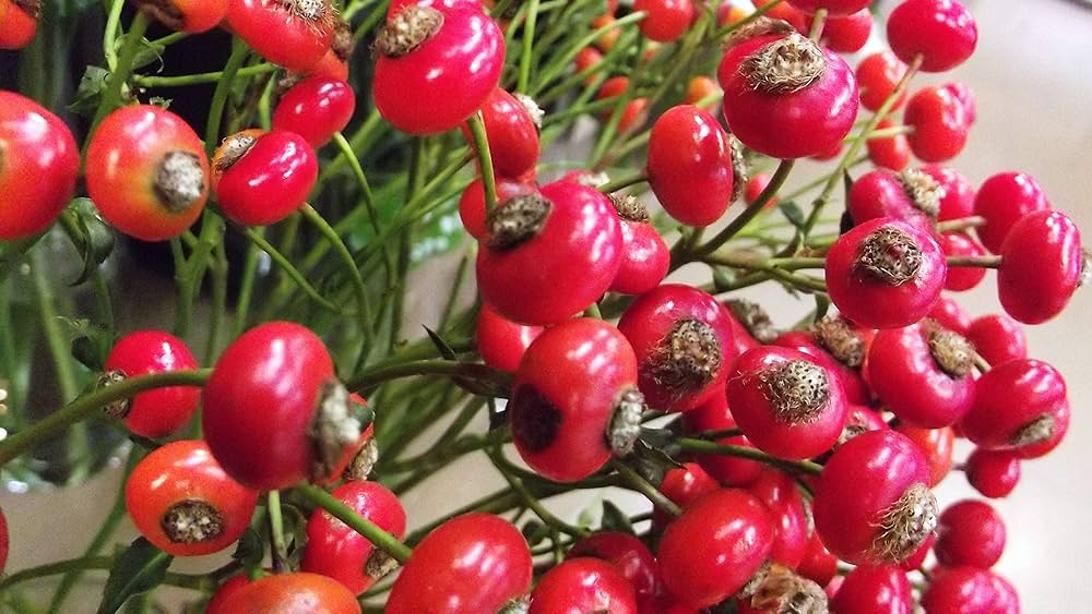 Amazon.co.jp: ITANSE ローズヒップ センセーショナル Amazon.co.jp: ITANSE ローズヒップ センセーショナル