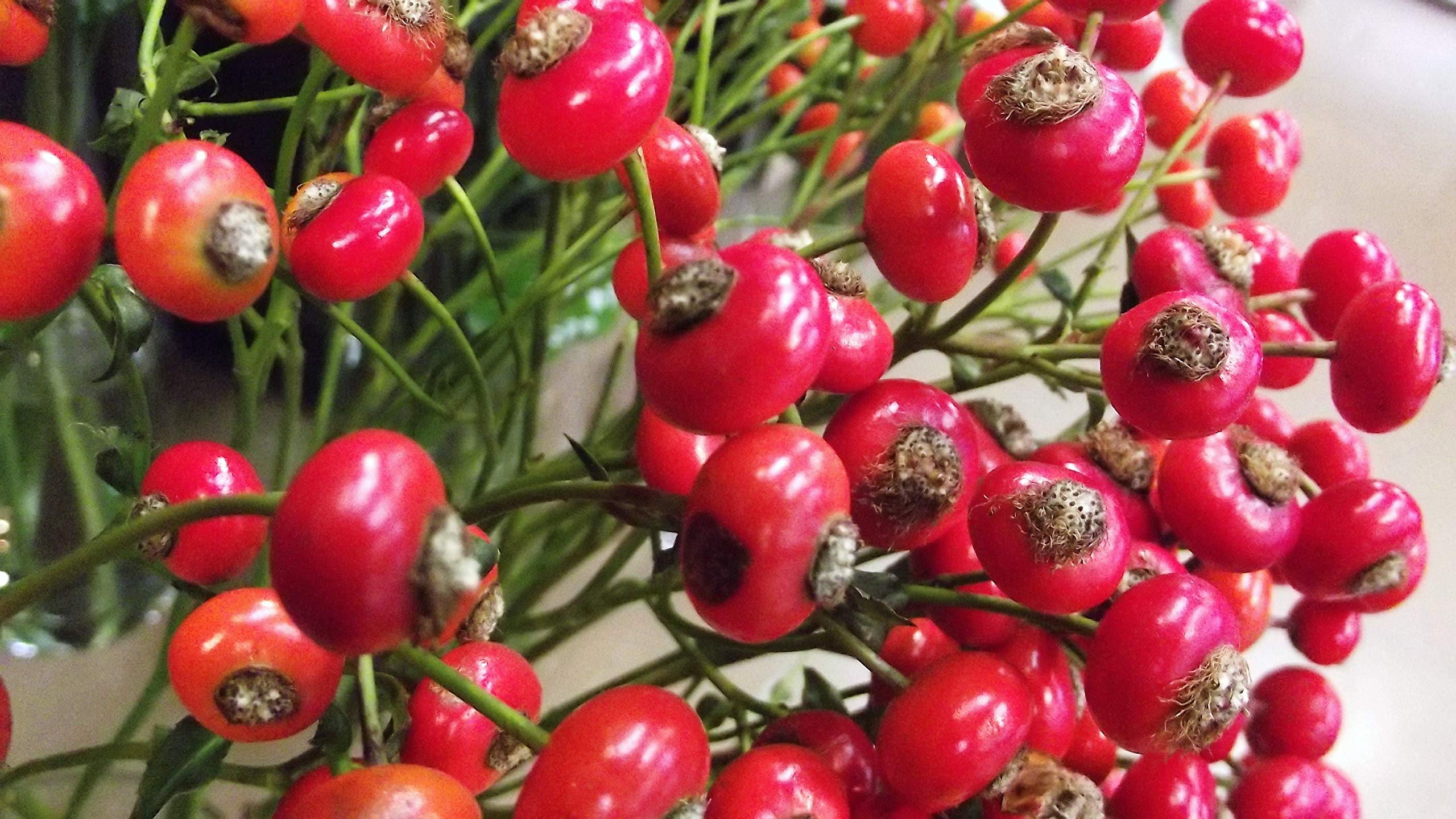 Amazon.co.jp: ITANSE ローズヒップ センセーショナル