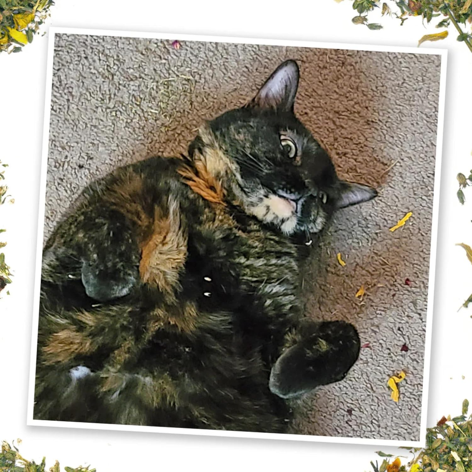 Meowijuana Get Spooked Bundle | Pumpkin Spice Latte Refillable Toy and Harvest Moon Blend | Promotes Play and Cat Health | Includes North American Organic Catnip