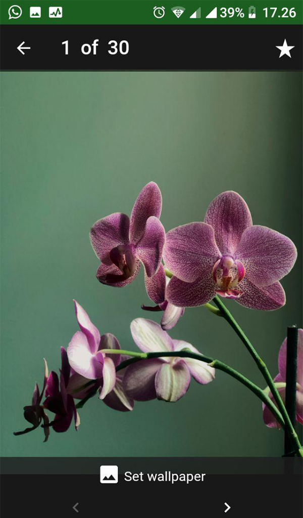 Natural Orchid Flower Wallpaper - App on Amazon Appstore
