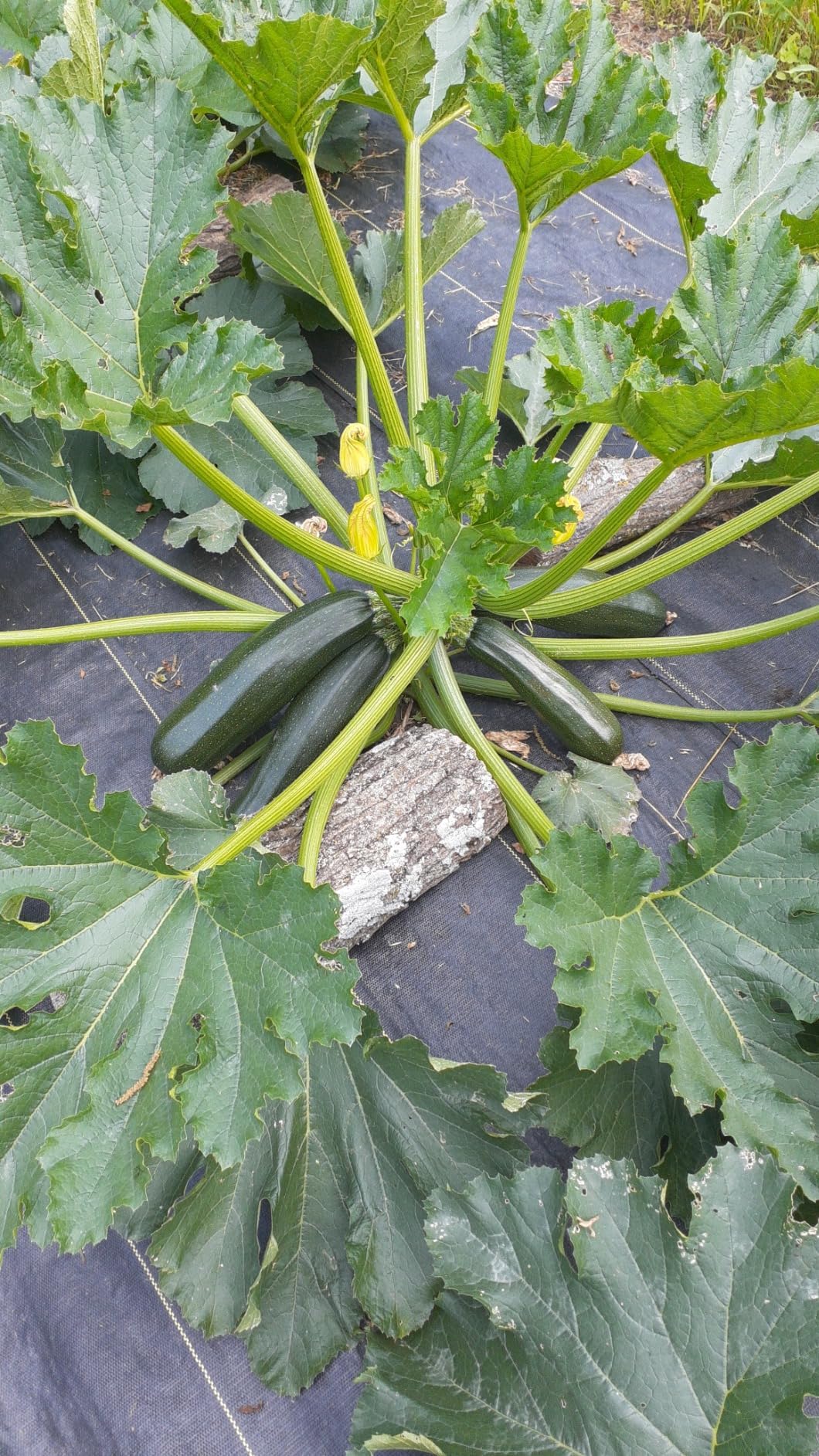 PWS 100 m² Reißfeste Unkrautfolie inkl. 20x Erdanker 100 g/m² | Wasserdurchlässig | Pflanzenvlies gegen Unkraut, Gartenvlies, Unkrautgewebe, Gartenfolie zur Unkrautbekämpfung | UV-stabil (50m x 2m)