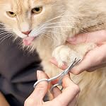Tweezerman Chien et chat en acier inoxydable Conseil de sécurité Ciseaux de grooming