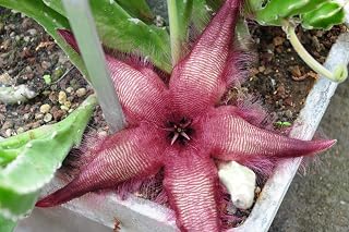 Stapelia Gettleffii Carrion Flower Plant Amazing Purple Succulent Rare 3 Seeds