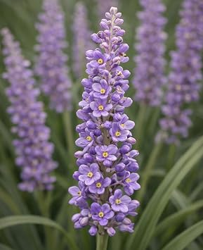 Liriope muscari Ingwersen 25 Pots, 3 1/4 inch Square / Lily Turf Ingwersen 25 Pots, 3 1/4 inch Square