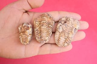3피스 Calymene Trilobites Flexicalymene 오르도비스기 삼엽충 화석 삼엽충 A719