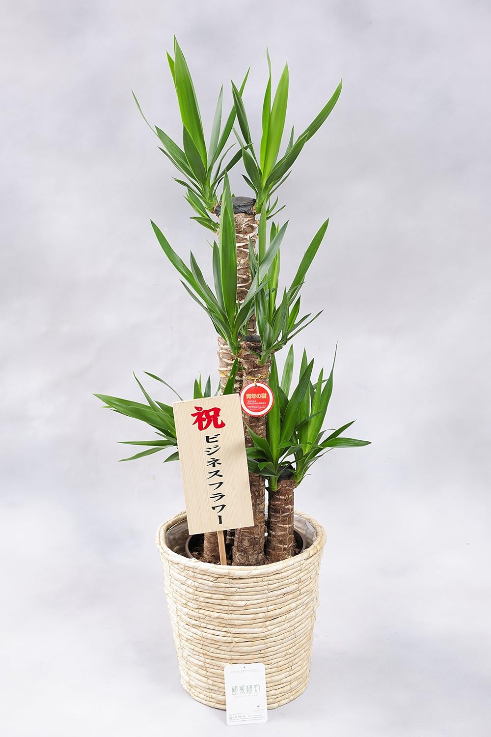 人気急上昇 室内に緑を お手入れ簡単の観葉植物 観葉植物 カゴ付き 8寸 ユッカ 生花 Cityofalamosa Org