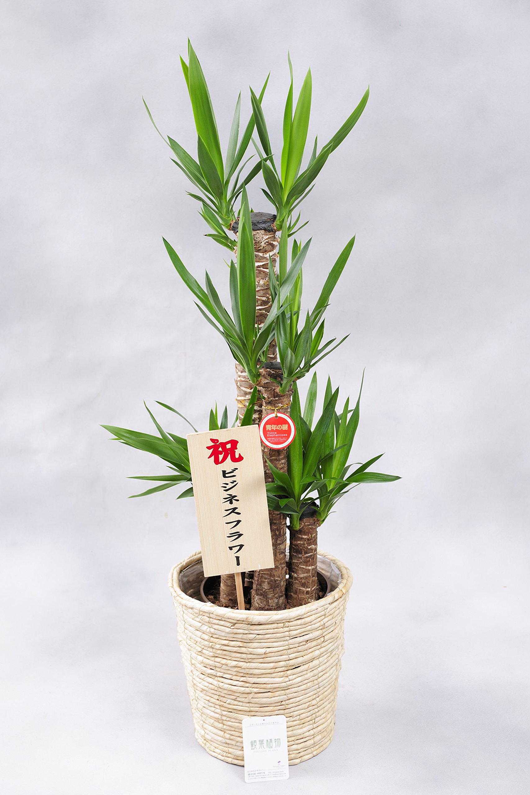 Amazon｜観葉植物 ユッカ・エレファンティペス8号※白バスケット鉢