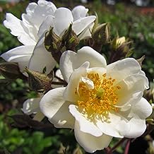 Rambling Rector - 5.5lt Potted Rambling Garden Rose - Fragrant Creamy White Blooms