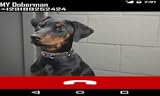 Zoom IMG-1 doberman fake call prank funny