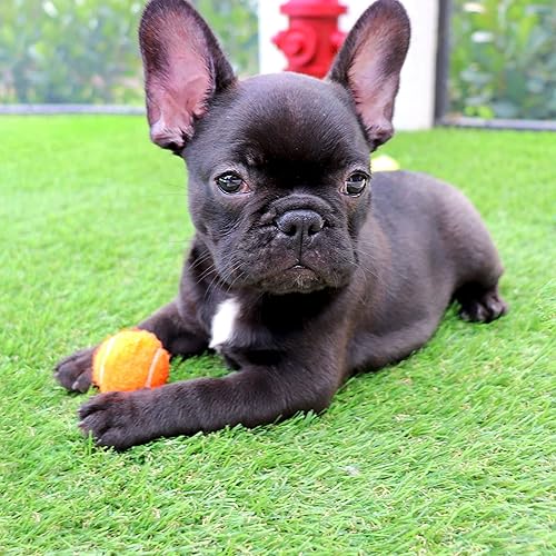 Miniatura 5 de Midlee Mini pelotas de tenis para perros de 1.5 pulgadas con chirriador, juego de 12 colores sólidos