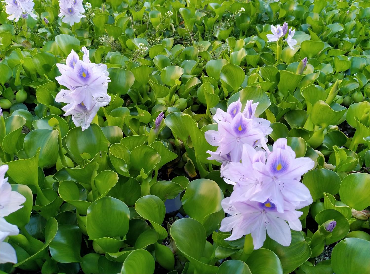 5 Live Water Hyacinth Plants, Floating Aquatic Pond Plants with Purple Flowers, Full Sun, Natural Fish Shelter for Koi Ponds, Water Gardens (5 Plants)