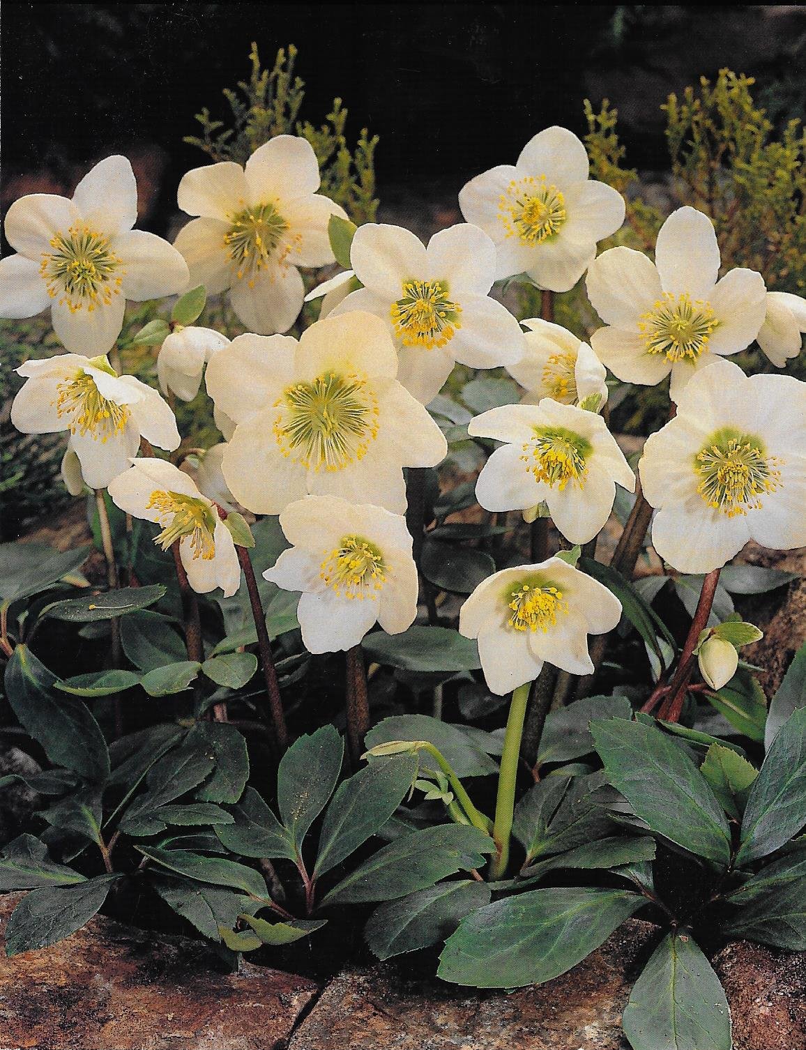 GARTHWAITE NURSERIES® : - UK Stockist : - Potted Helleborus Niger (Christmas Rose) White Bowl-Shaped Blooms Winter Flowering Hardy Garden Perennial Plant