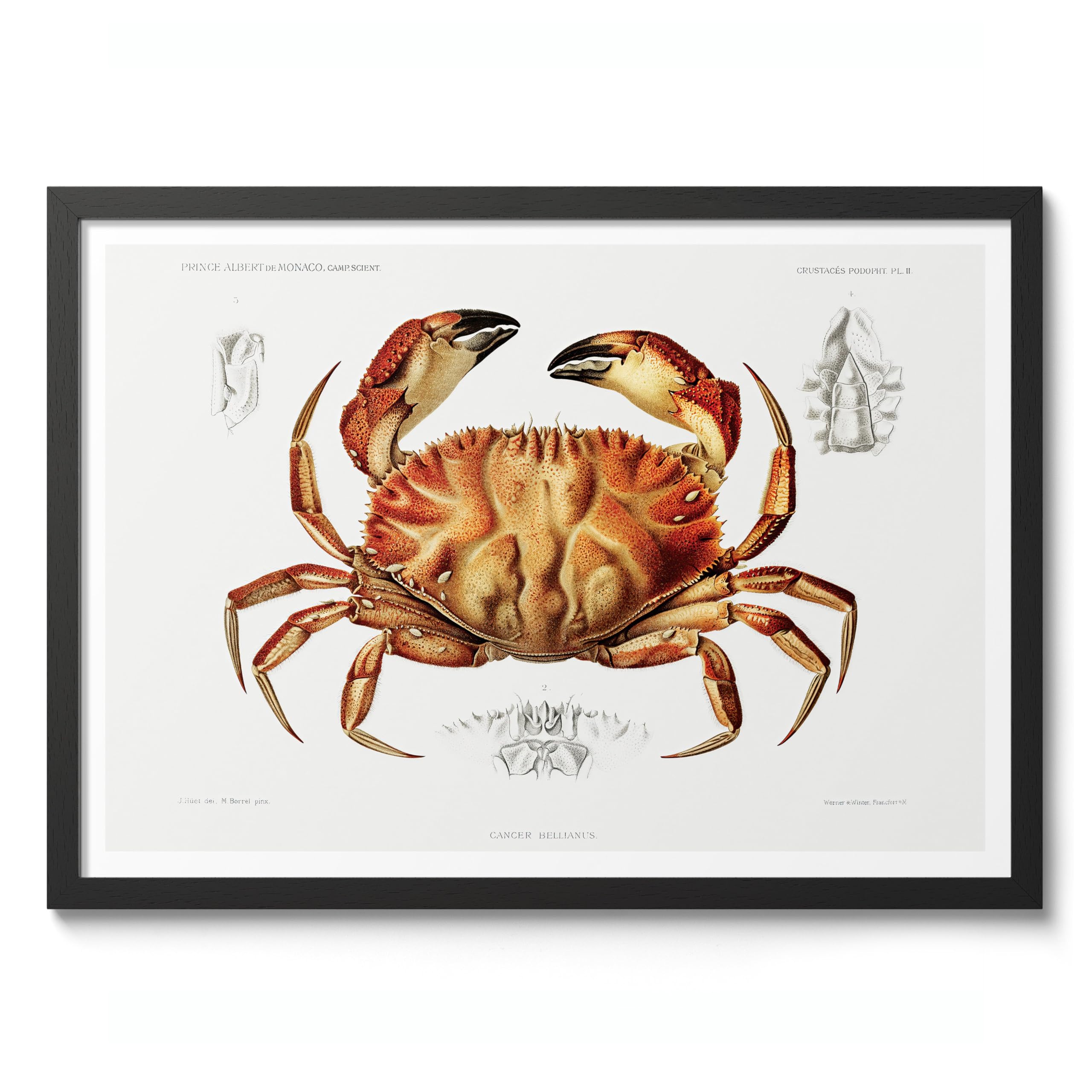 Dungeness Crab Charles Dessalines D'Orbigny Poster, Vintage Botanical Prints, Encyclopedia Retro Wall Art Home Decor, Archival Matte, A2 (Black Frame) - 59.4x42cm
