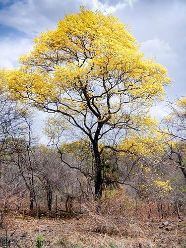 Gifts Delight Póster laminado de 24x32 pulgadas Araguaney Venezuela Landscape
