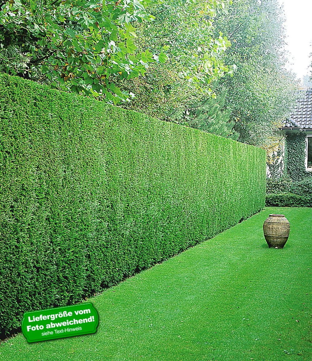 BALDUR Garten 50er Leyland-Zypressen-Hecke, Pflanzen im 9x9 cm-Topf | Bastardzypresse, Cupressocyparis leylandii, schnell wachsend, natürlicher Sichtschutz, winterhart, mehrjährig und immergrün