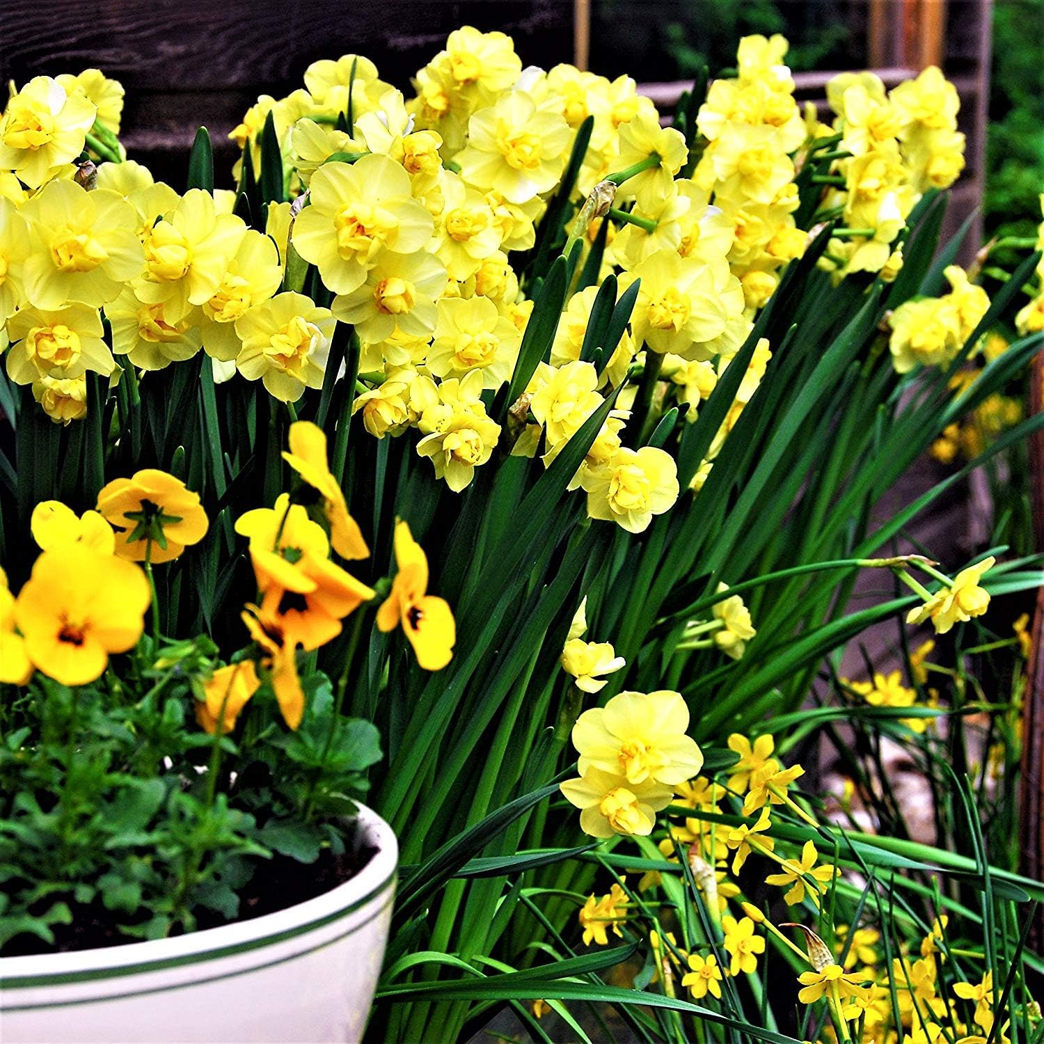 10 Fragrant Yellow Daffodil Bulbs,Very Beautiful Bulbs Quality Assurance
