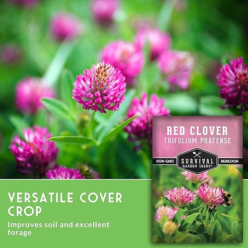 Miniatura 3 de Survival Garden Seeds - Semilla de trébol rojo para plantar - 1 paquete con instrucciones para plantar y cultivar una hierba medicinal y una