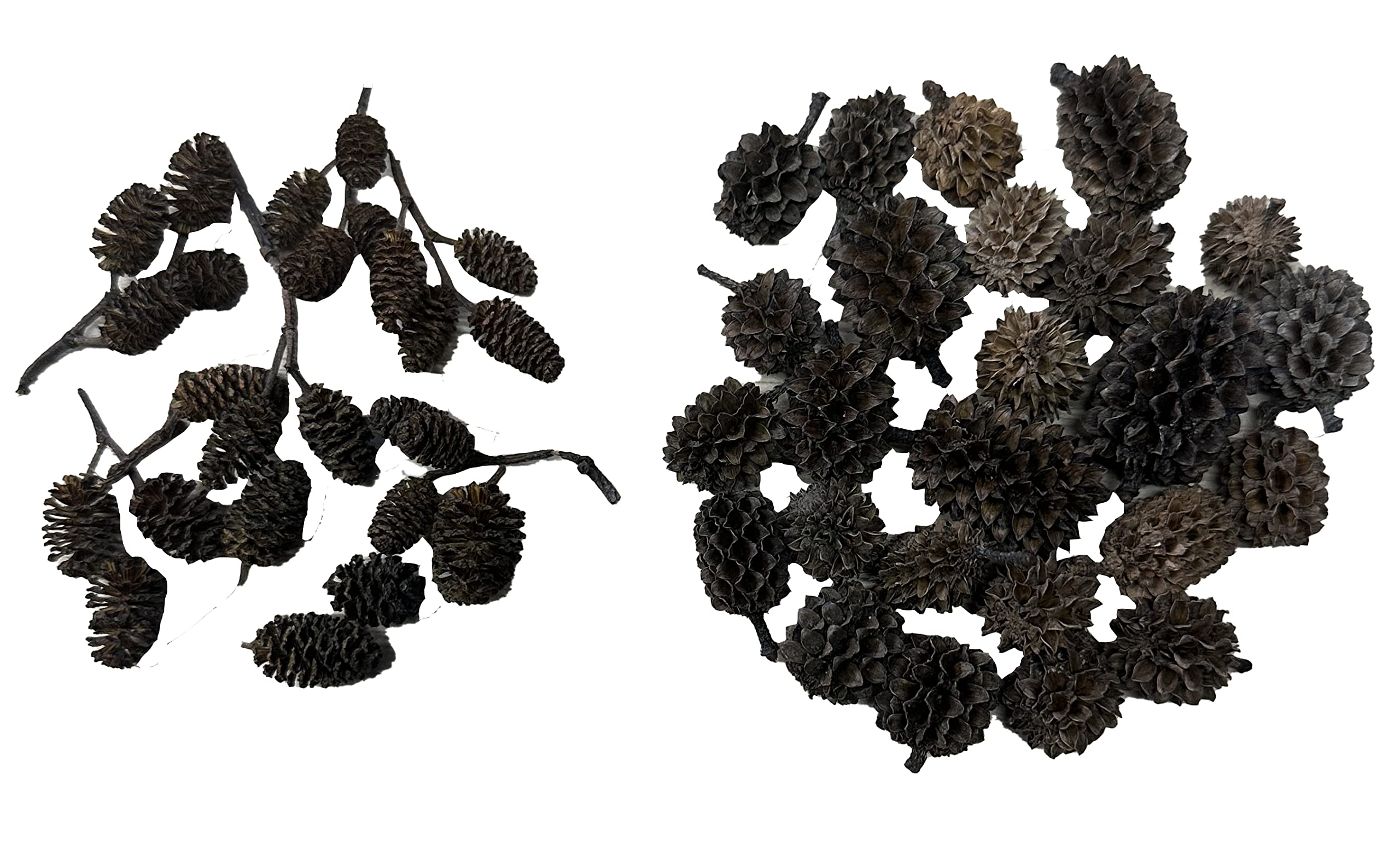 Alder & Casuarina Cones Betta Shrimp Tank Promotes Natural Habitat, Breeding, Tannin Producing Improves Immunity, Easy to Use, by Awesome Aquatic (50-25 ea Alder/Casuarina)