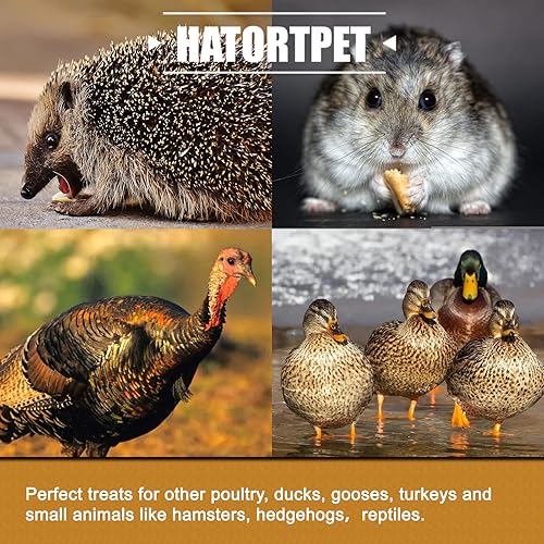 Miniatura 6 de hatortpet BSFL seco de 10 libras para pollos, patos, pavos