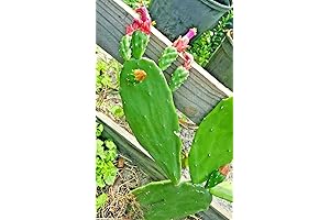 6 FRESH PADS Tortoise Spineless thornless,Edible Nopales Prickly Pear Cactus