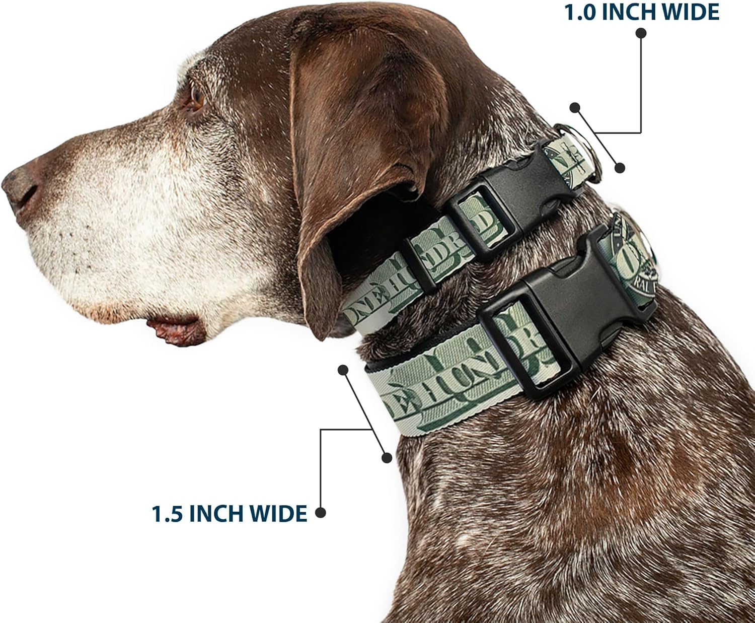 Dog Collar Plastic Clip 100 Dollar Bill Close Up Triple Benjamin 18 to 32 Inches 1.5 Inch Wide