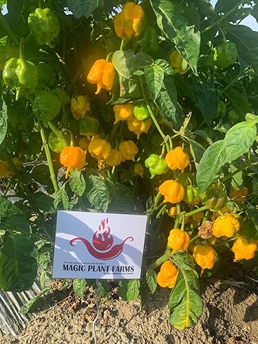 Miniatura 7 de Magic Plant - Pimienta en polvo de chocolate Carolina Reaper de Magic Plant  Polvo de chile molido fino  Extremadamente picante afrutado con toques