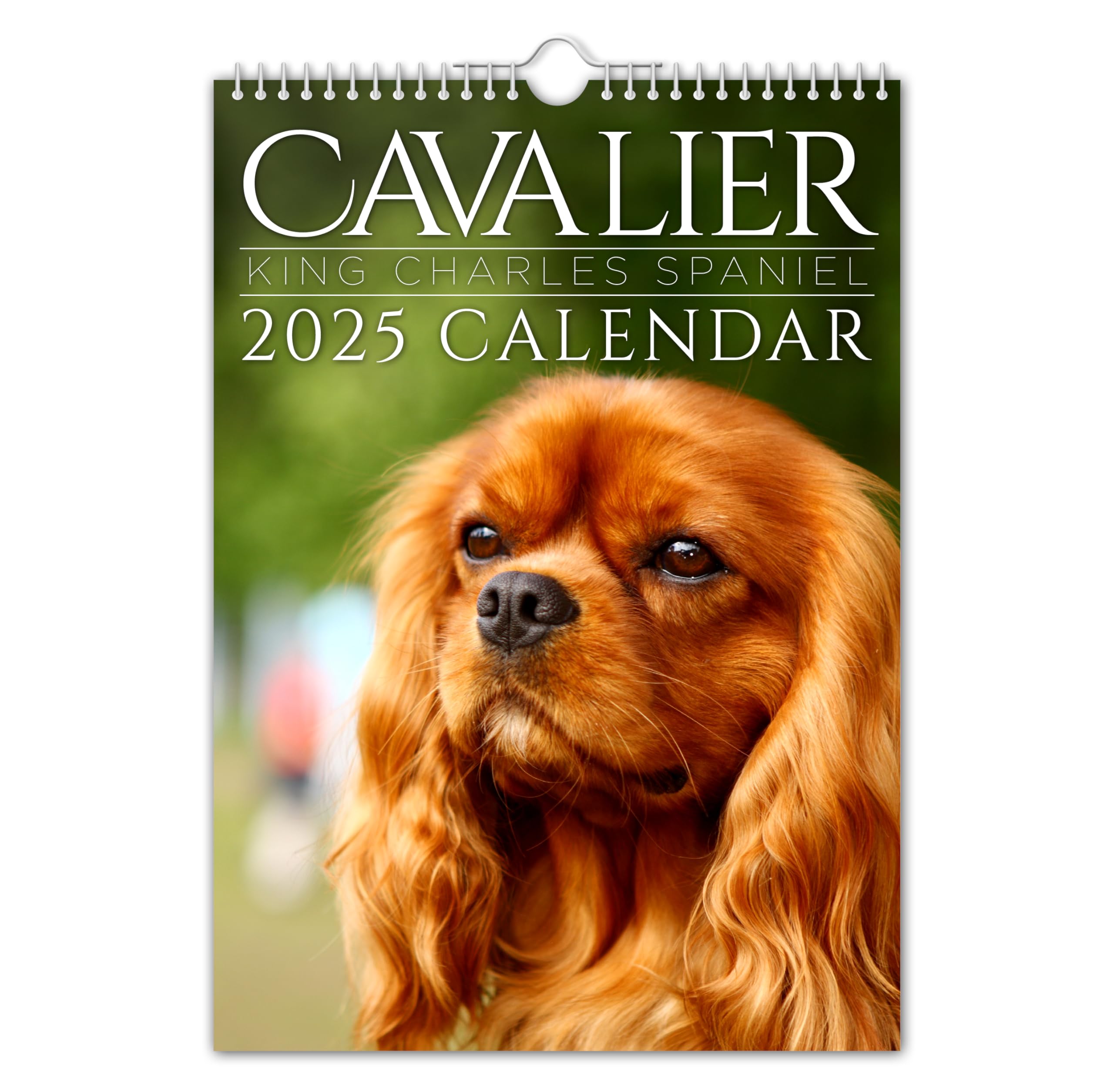 The Calendar King // Cavalier King Charles - A4 Size 2026 Wall Calendar, Full Colour