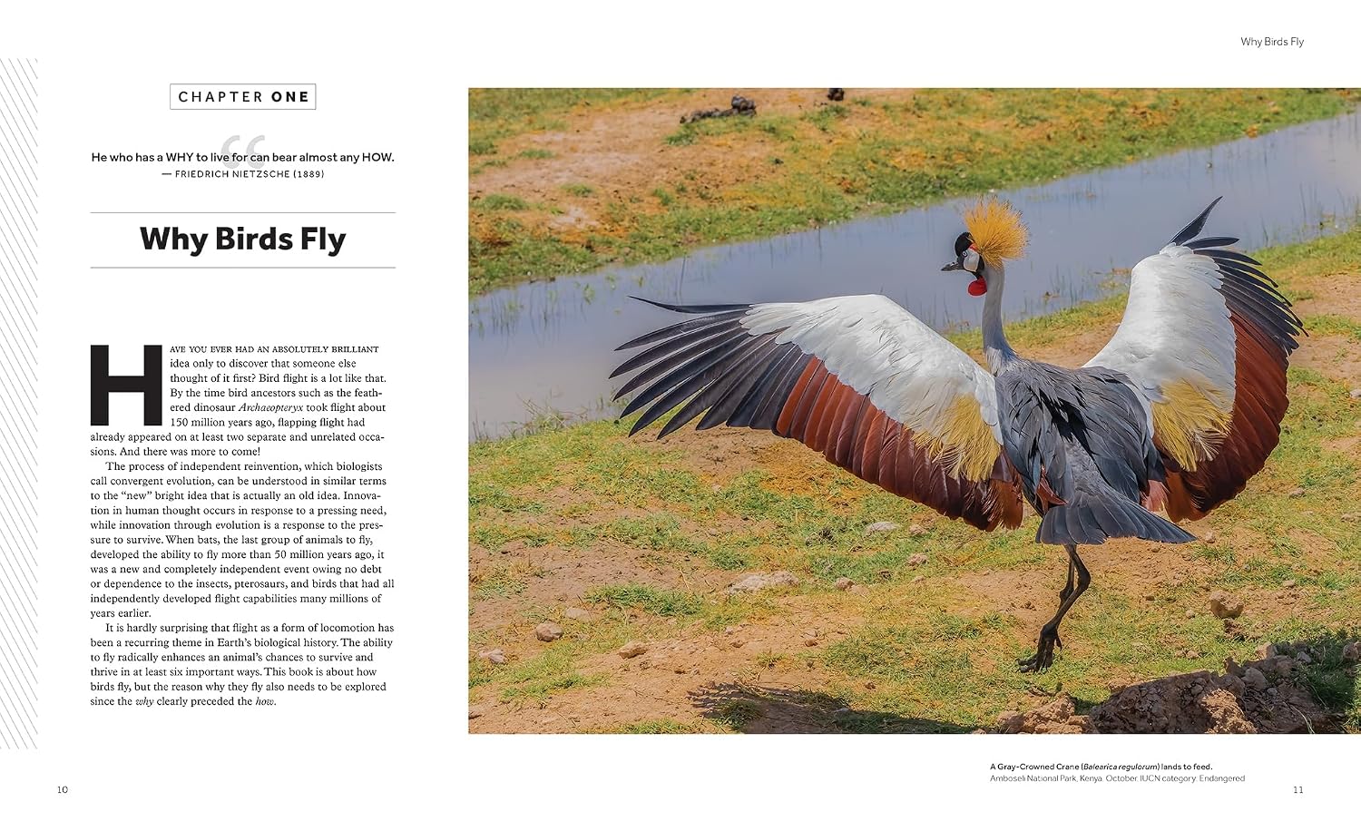 How Birds Fly: The Science and Art of Avian Flight