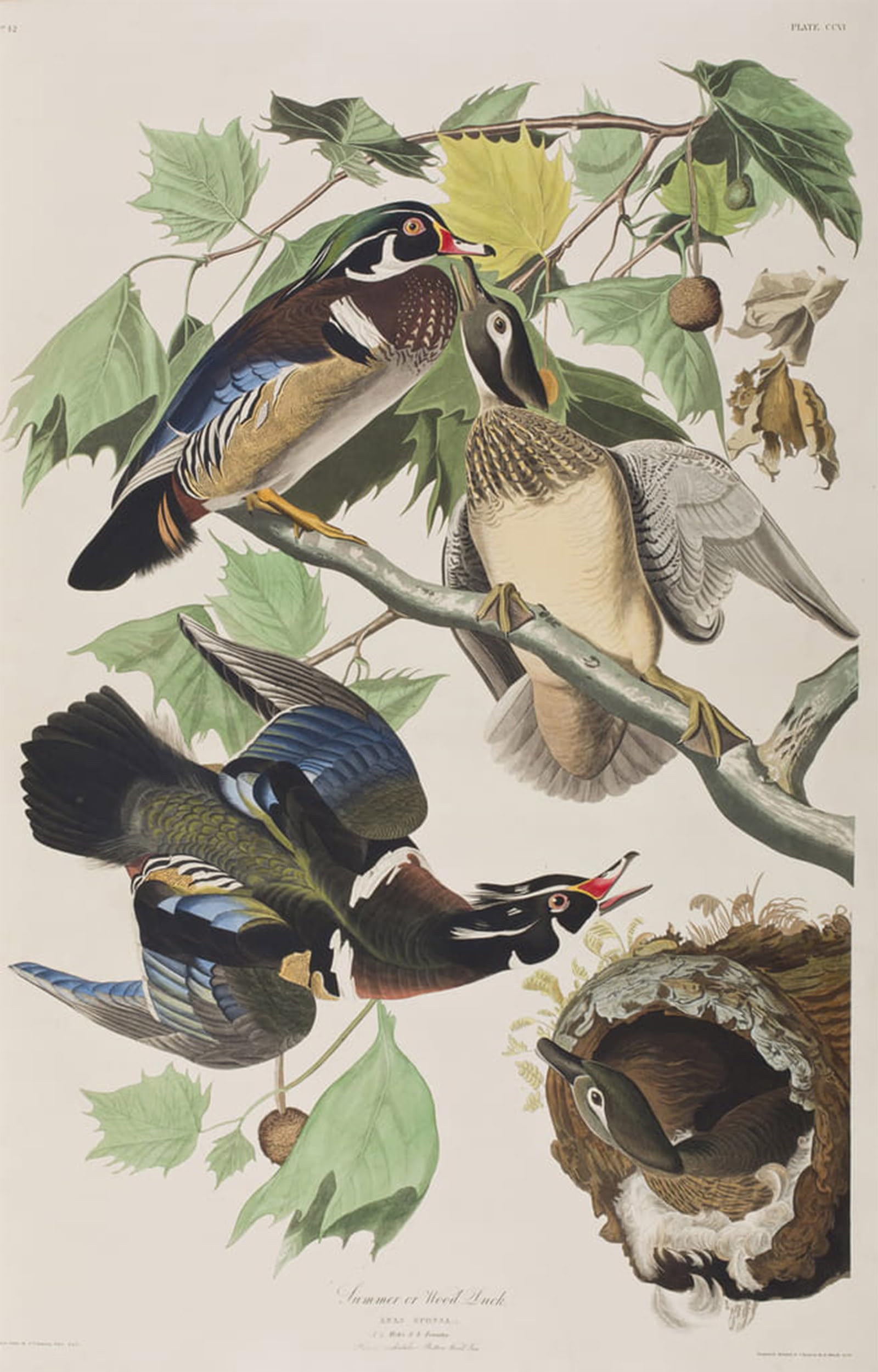 SERENDIPITP Vintage Picture Print on Canvas Wall Art Poster Illustration From birds of America by John Jamess Audubon Artwork Print Poster for Wall Decor 60x90cm