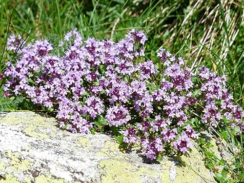 Miniatura 1 de Heirloom Semillas de tomillo rastrero - Thymus serpyllum - B24 (1K Seeds, 10.14 oz)