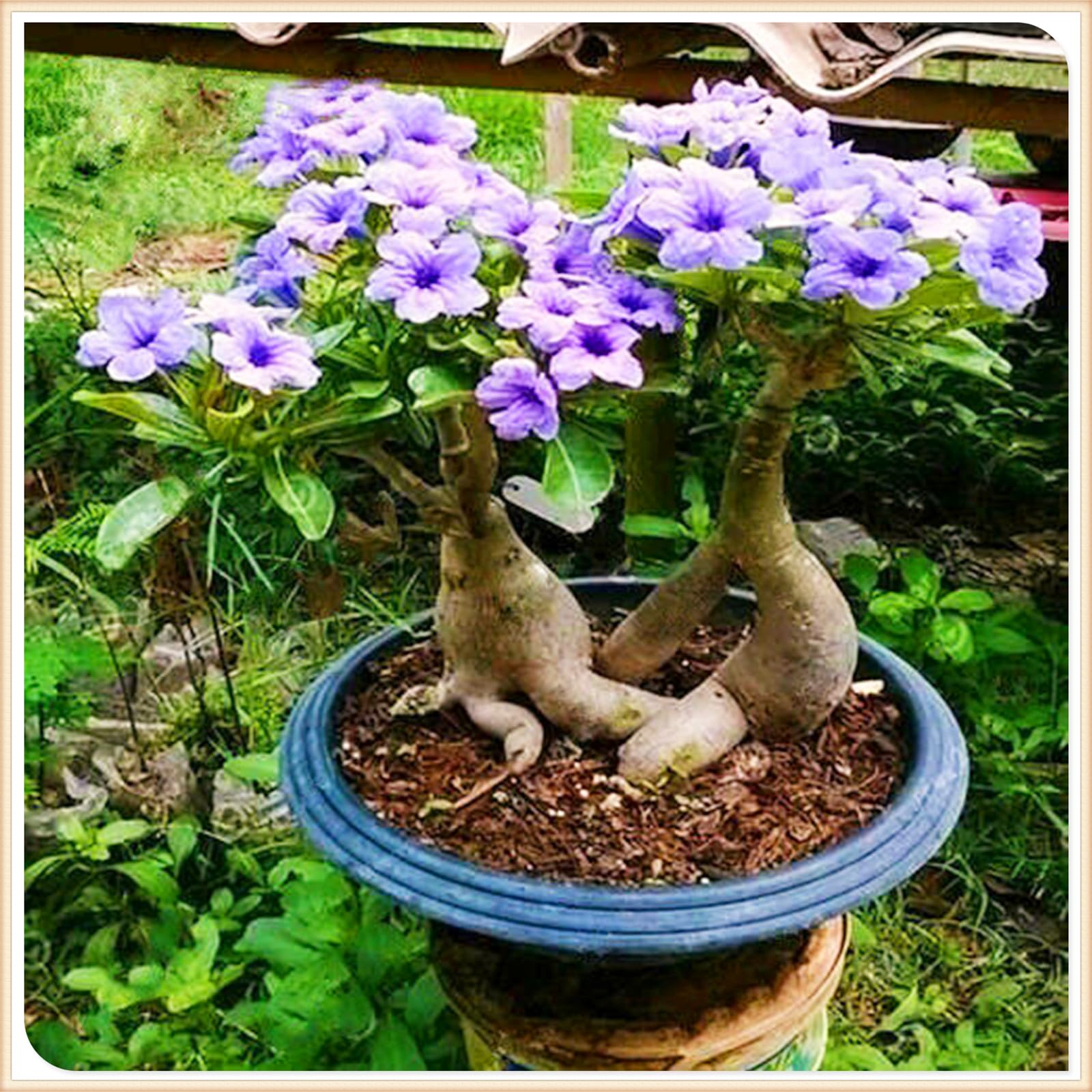 Mix Garden Bulbs, Desert Rose Bulbs, Golden Beautiful, Desert Rose Plant Bulbs, Adenium obesum Plant, Mix Wedding Flowers, 4Bulbs-F