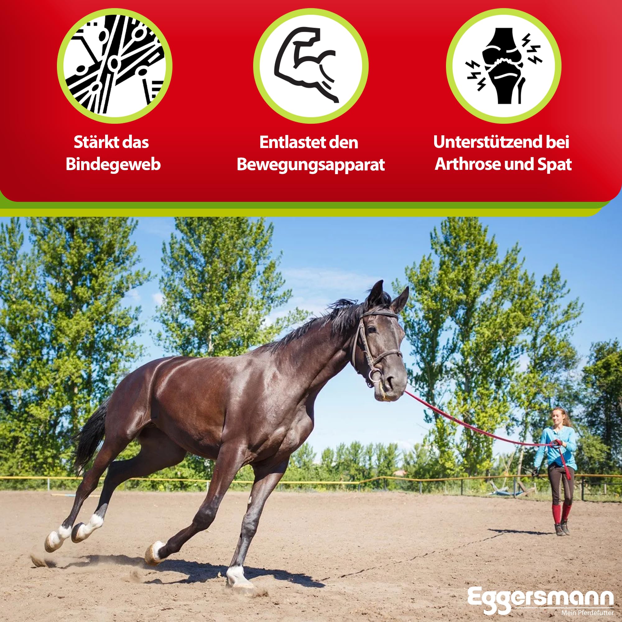 Complemento Forro de Fortalecer la tendones de Articulación de y estructuras, Eggers Muñeco Caballos Forro Profesional Articulación Activo, 1er Pack (1 x 1 kg)