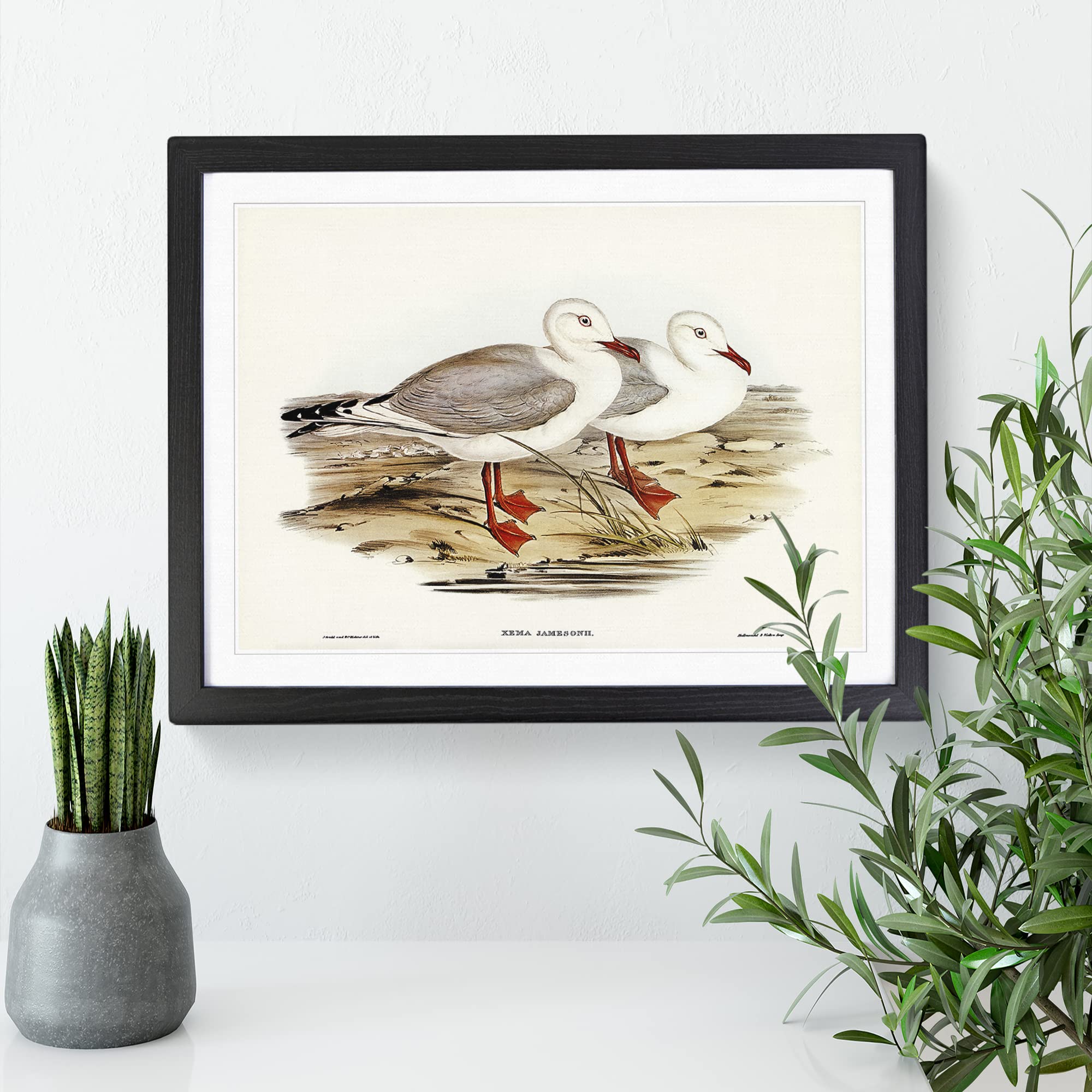 Jameson's Gull By Elizabeth Gould Vintage Framed Print, Black, A3 (46 x 34 cm) - Image 3