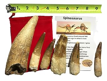DINOSAURS ROCK Genuine Fossil Spinosaurus Dinosaur Tooth Box C with Free Cast Replica...