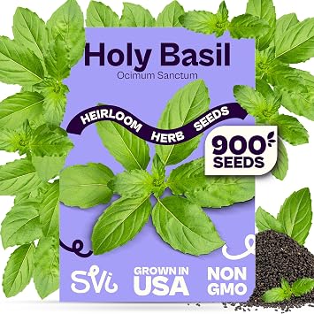 SVI 900 Holy Basil Seeds Ocimum Sanctum Sacred Krishna Tulsi Seed Packets, Fragrant, Edible Basil Non GMO Heirloom Herb Seeds for Outdoor & Indoor Herb Garden