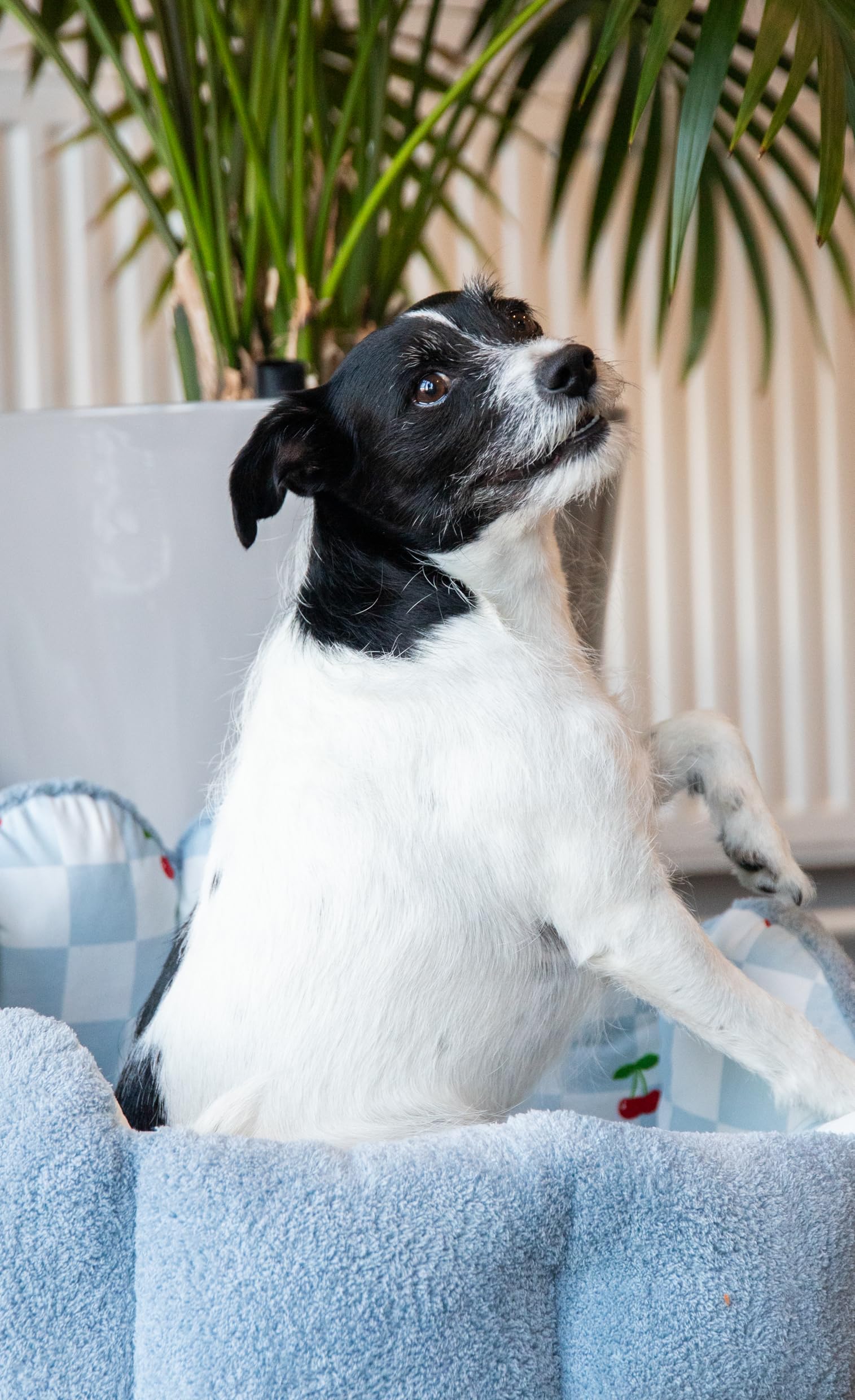 Rosewood Cama para Perros con Estampado de Cerezas Azules y Toalla, Cama Reversible para Mascotas para Perros pequeños y Cachorros, Terciopelo Suave y Tela de Toalla, Base Antideslizante, Funda
