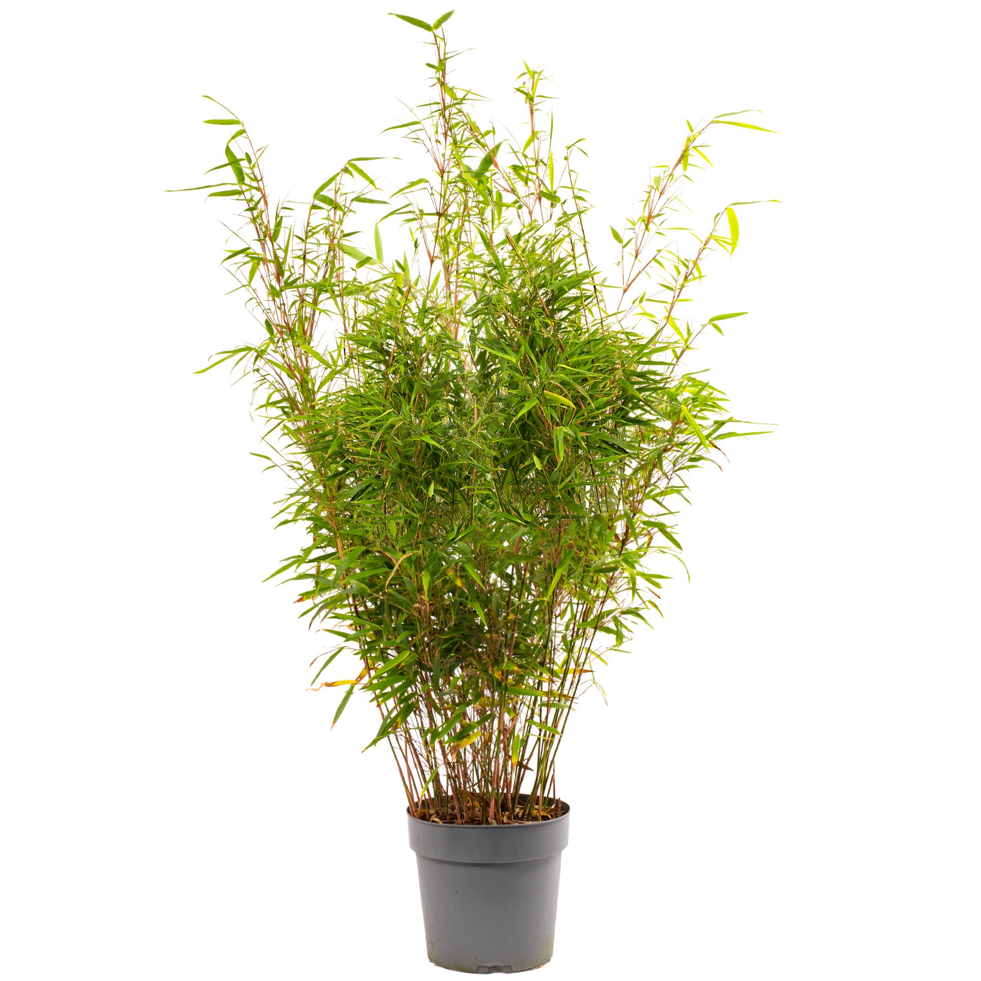Fargesia Rufa - Hardy Red Panda Bamboo, Non-Invasive Garden Plant Clumping Variety, Year-Round Beauty, Perfect for Screening and UK Climate (5 Litre Pot, 90-110cm)