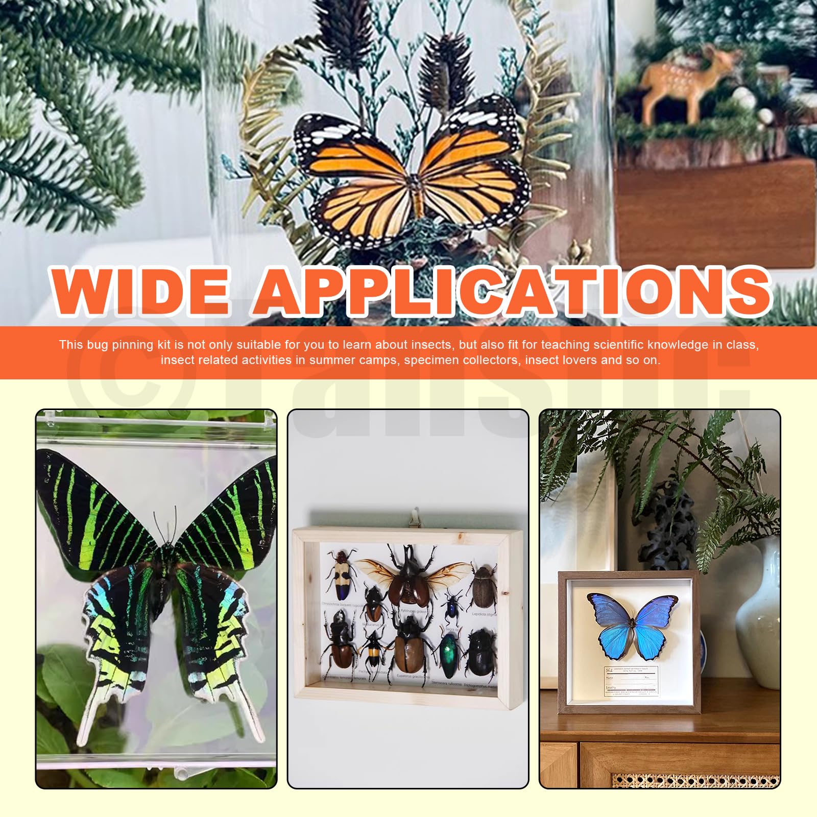 Tanstic Kit de herramientas para muestras de insectos, pinzas de insectos, vitrina de insectos, papel prensado de alas para colección de especímenes (114)