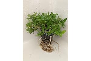 Stuarogyne repens- Premium Shore Aquatic Plant for Freshwater Aquariums