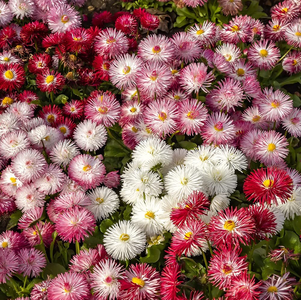Bellis Monstrosa Mix Garden Plant Hardy Perennial Flowering Garden Plants Easy to Grow Your Own 1x Seed Packet by Thompson and Morgan.