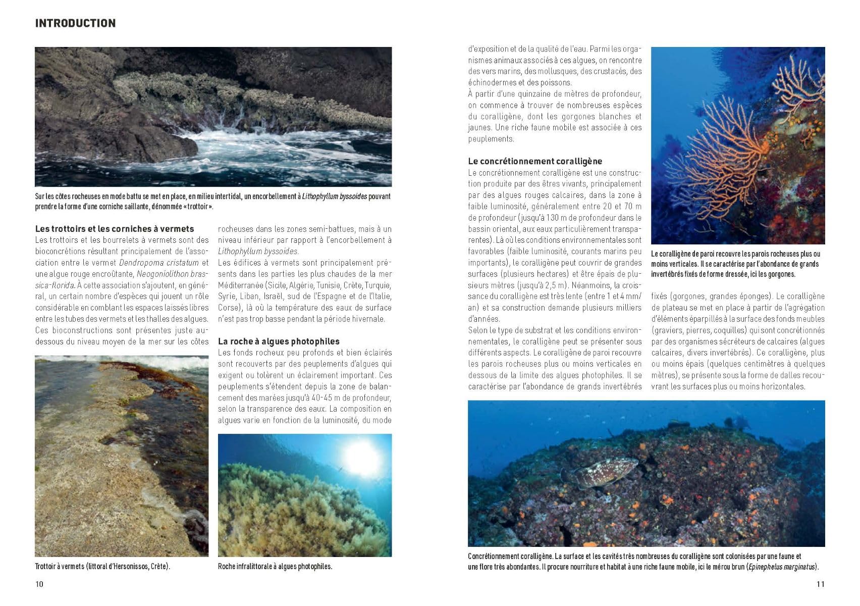 Méditerranée sous-marine: Guide de la faune et de la flore