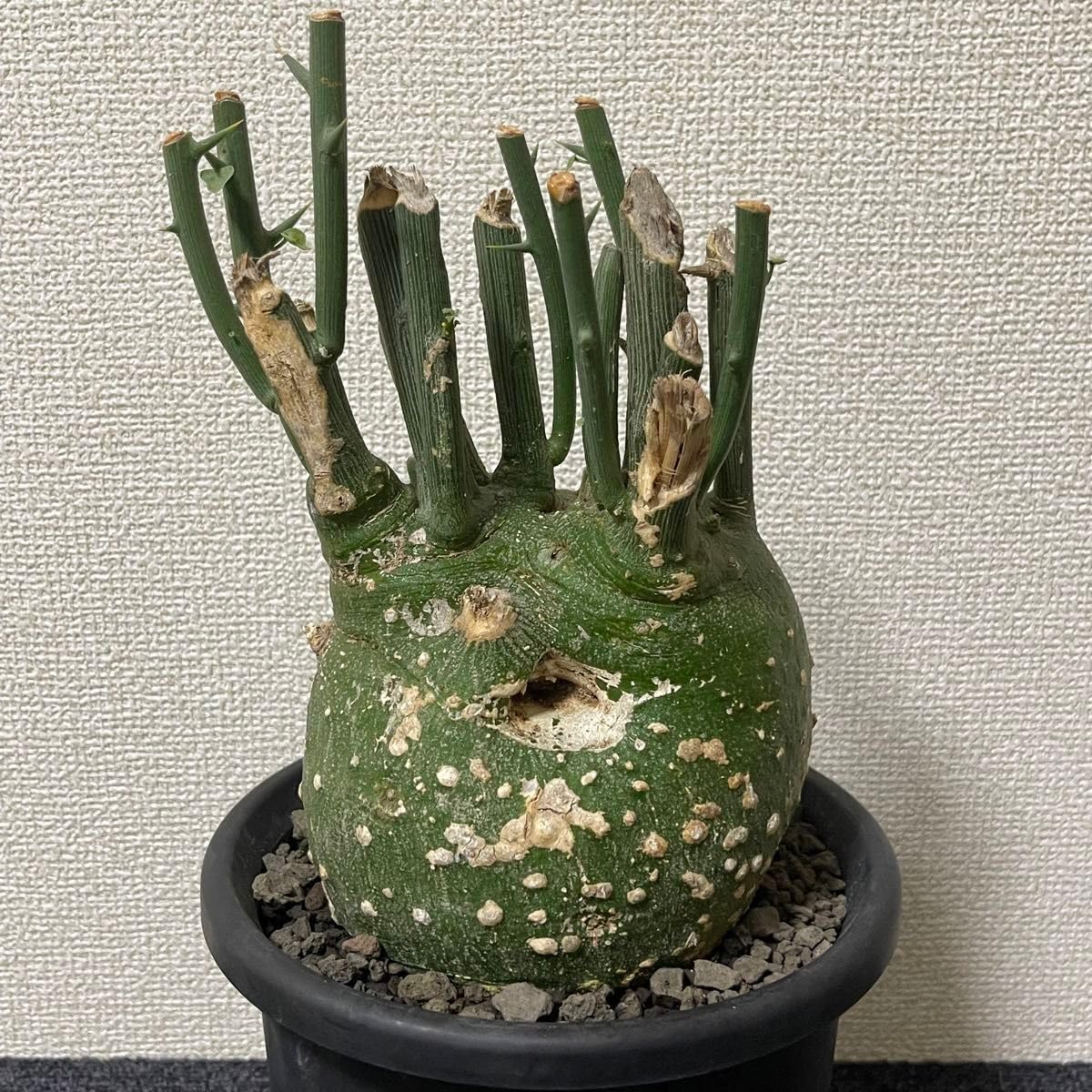 Amazon.co.jp: Adenia pseudoglobosa アデニア プセウド