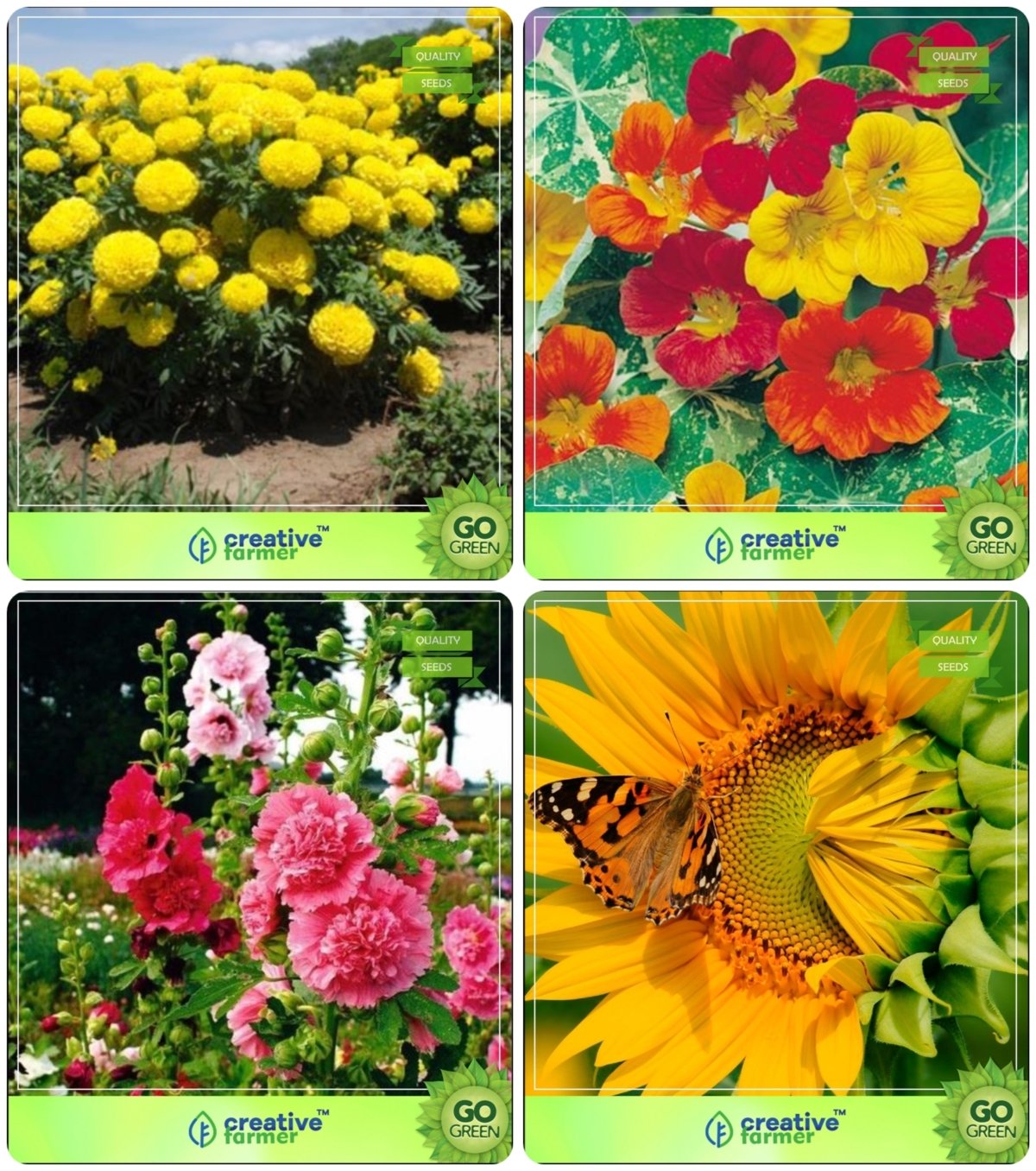 Creative Farmer Flower Seeds Flowering Plant Seeds For Pots Winter
