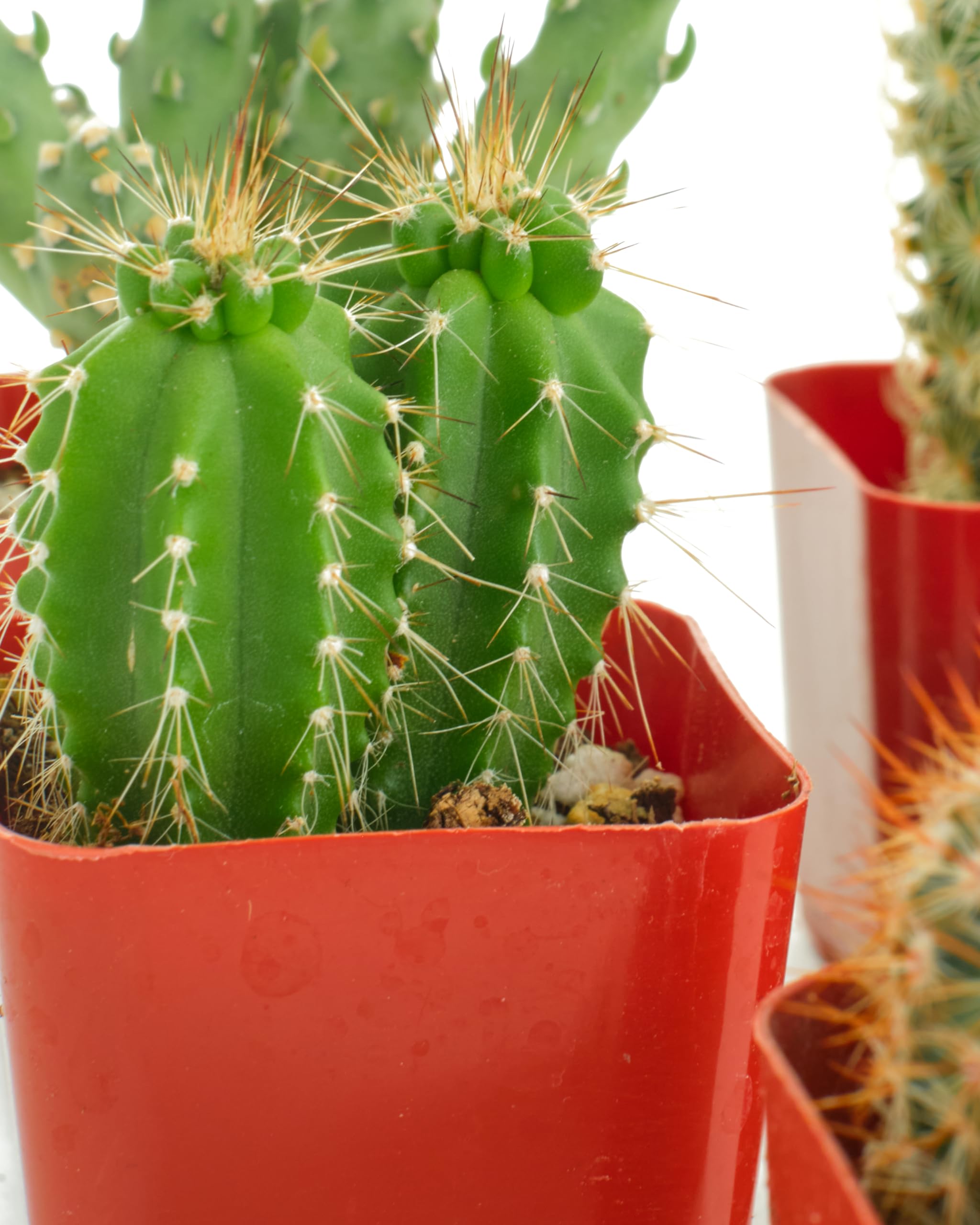 Amazon.com : Shop Succulents | Can't Touch This Collection