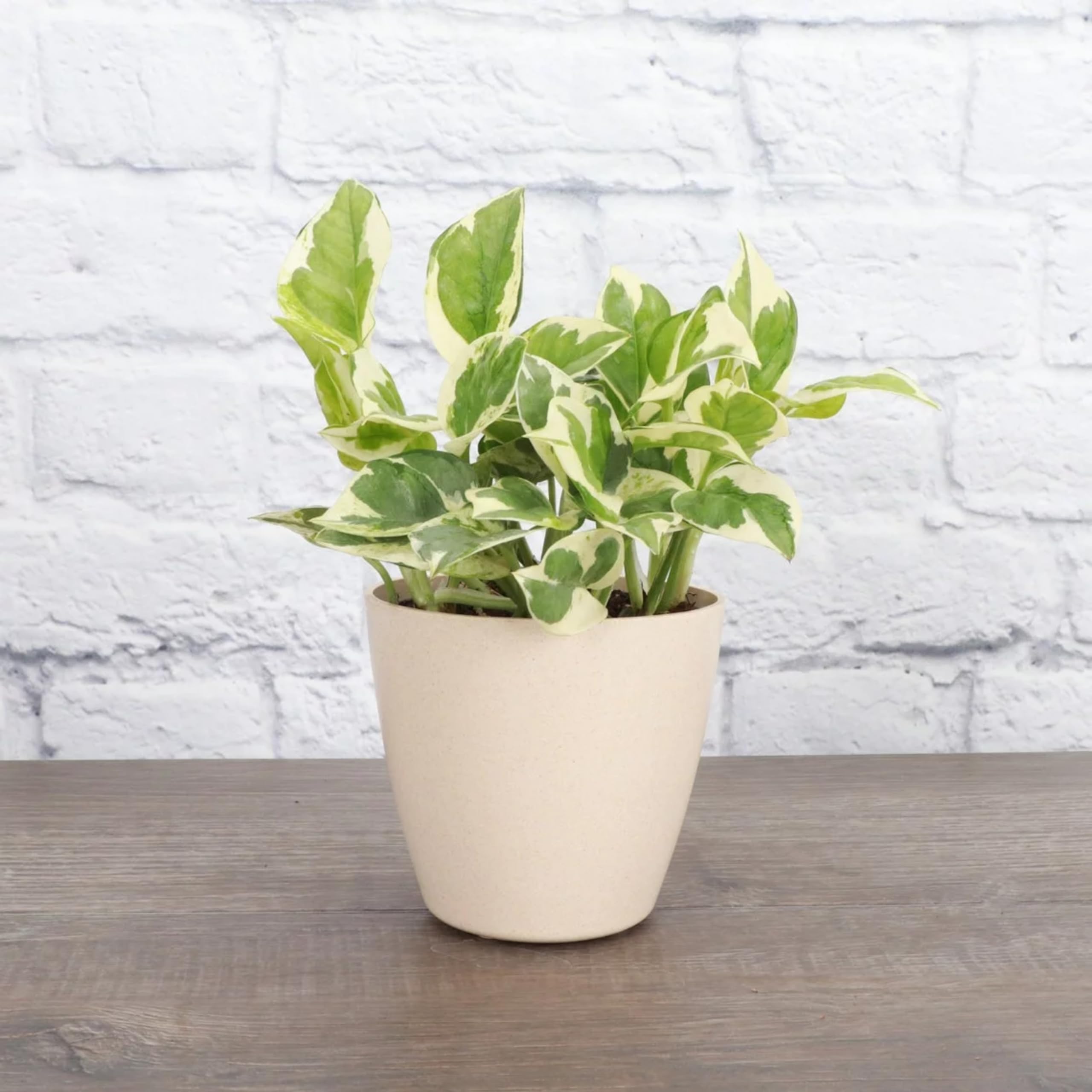 See full amazon price history chart for ANDHAGNAI GREENS Live Money Plant For Indoor Gardening Living Room, Office Desk, Bed room With Pot (White Pothos) ANDHAGNAI GREENS Live Money Plant For Indoor Gardening Living Room, Office Desk, Bed room With Pot (White Pothos) (B0D41RZRZB) Amazon Price History, Amazon Price Tracker